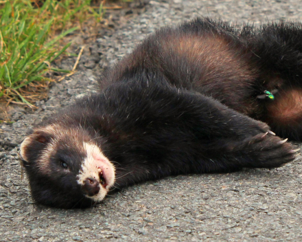 Bunzing Natuurpunt.be Verkeersveilig voor mens ?  Dodelijk voor wild !