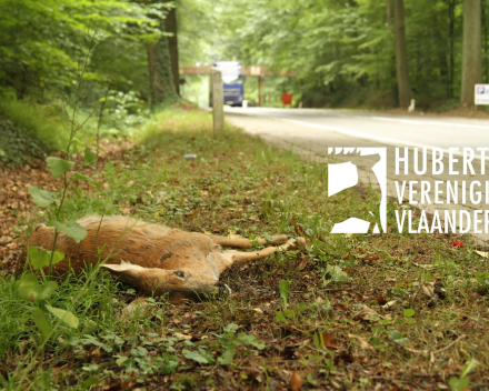 Hubertusvereniging Vlaanderen     Verkeersveilig voor mens ?  Dodelijk voor wild !