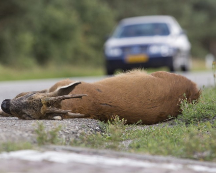 Nederlandse Jagersvereniging   Verkeersveilig voor mens ?  Dodelijk voor wild !